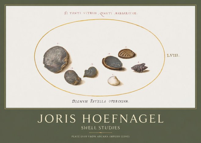Joris Hoefnagel Six Shells No5 - Poszter