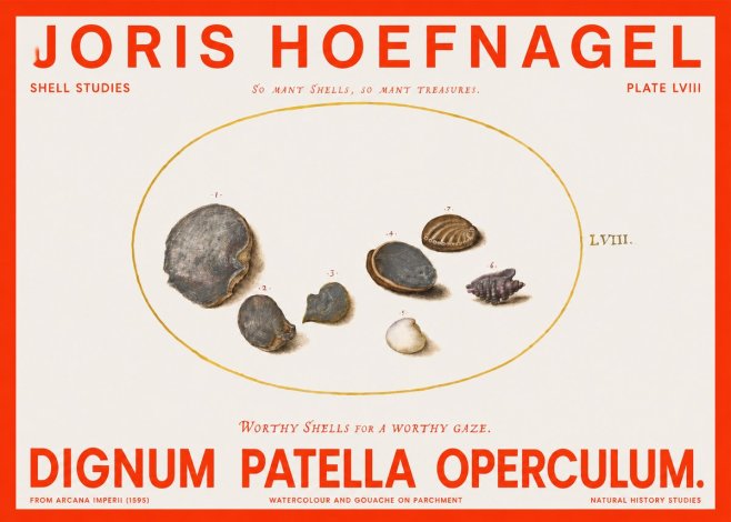 Joris Hoefnagel Six Shells No6 - Poszter