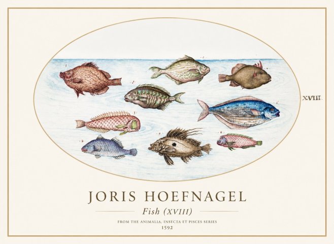 Joris Hoefnagel Studies of Fish I No2 - Poszter