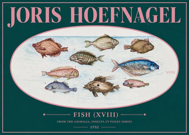 Joris Hoefnagel Studies of Fish I No3 - Poszter