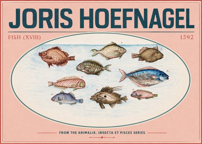 Joris Hoefnagel Studies of Fish I No6 - Poszter