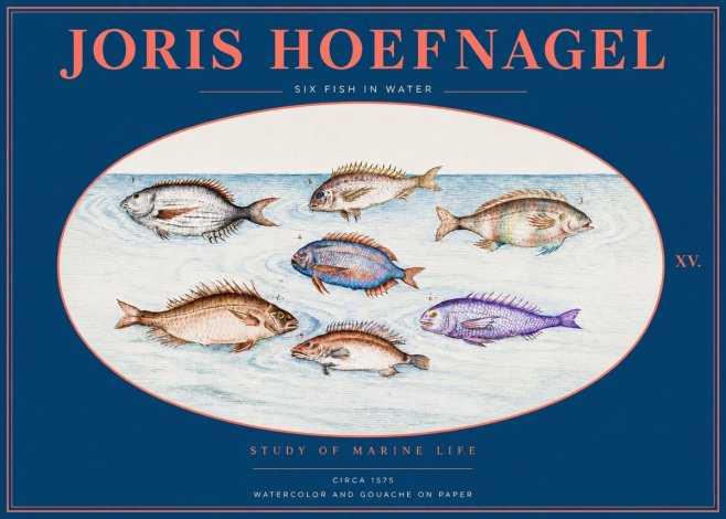 Joris Hoefnagel Six Fish in Water No2 - Poszter