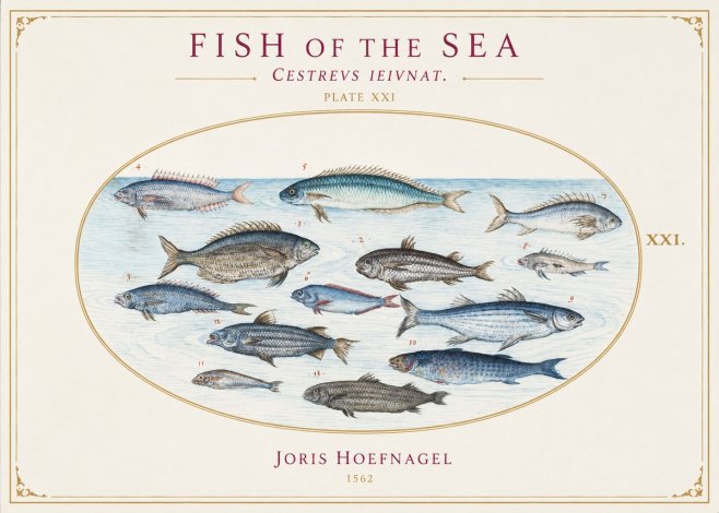 Joris Hoefnagel Fish of the Sea - Cestrevs Ieivnat. Plate Xxi No1 - Poszter