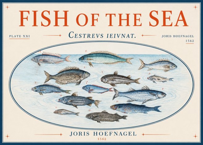 Joris Hoefnagel Fish of the Sea - Cestrevs Ieivnat. Plate Xxi No3 - Poszter