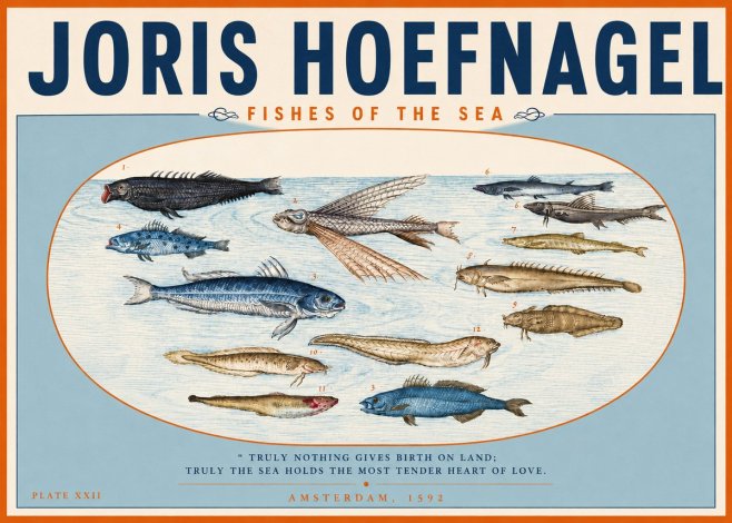 Joris Hoefnagel Fishes of the Sea I No3 - Poszter