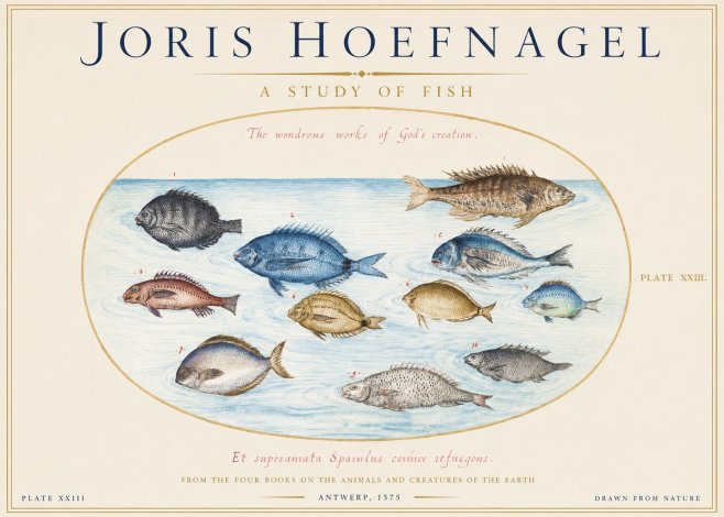 Joris Hoefnagel A Study of Fish No1 - Poszter