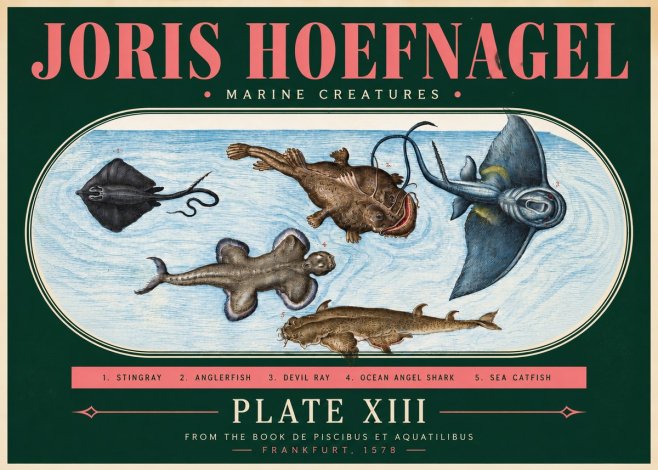Joris Hoefnagel Marine Creatures Plate Xiii No3 - Poszter