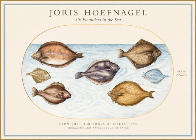Joris Hoefnagel Six Flounders in the Sea No1 - Poszter