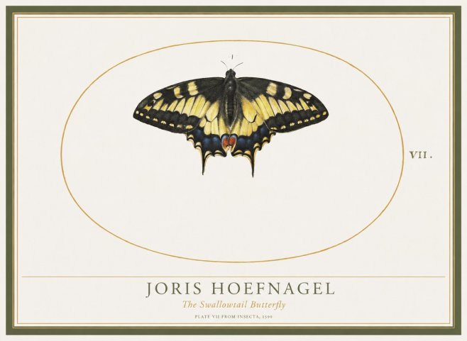 Joris Hoefnagel Study of a Swallowtail Butterfly No5 - Poszter