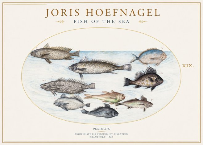 Joris Hoefnagel Fish of the Sea No1 - Poszter