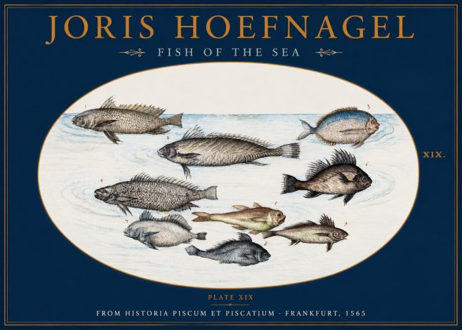 Joris Hoefnagel Fish of the Sea No2 - Poszter