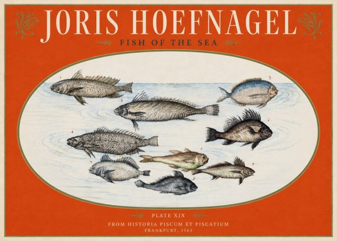 Joris Hoefnagel Fish of the Sea No3 - Poszter
