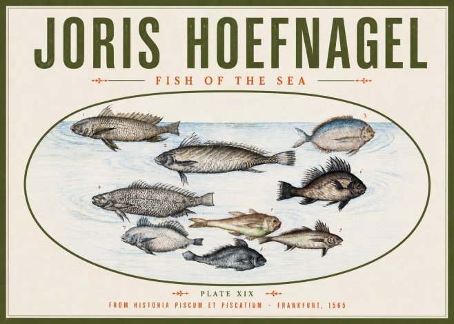 Joris Hoefnagel Fish of the Sea No4 - Poszter