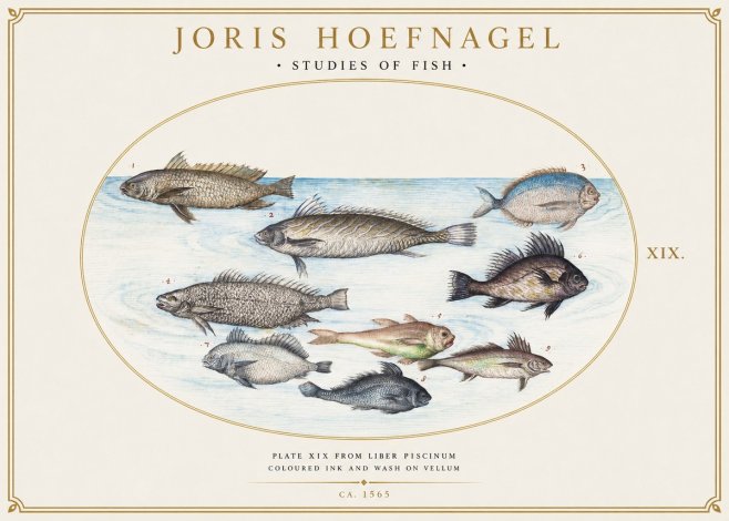 Joris Hoefnagel Fish of the Sea No6 - Poszter