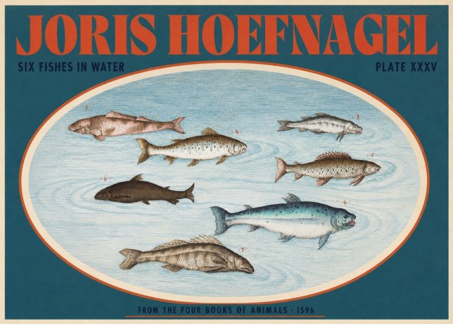 Joris Hoefnagel Six Fishes in Water I No2 - Poszter