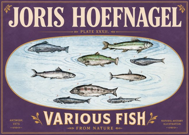 Joris Hoefnagel Various Fish from Nature No6 - Poszter