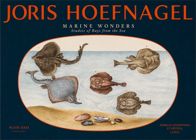 Joris Hoefnagel Studies of Rays and Shells No3 - Poszter