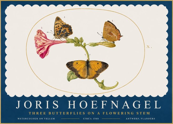 Joris Hoefnagel Three Butterflies on a Flowering Stem No2 - Poszter
