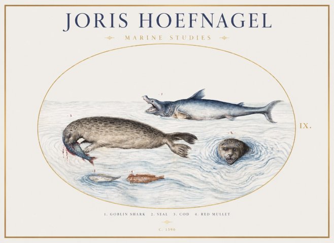 Joris Hoefnagel Marine Studies No1 - Poszter