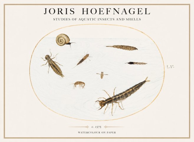 Joris Hoefnagel Studies of Aquatic Insects and Shells No1 - Poszter