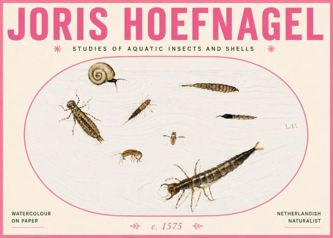 Joris Hoefnagel Studies of Aquatic Insects and Shells No6 - Poszter