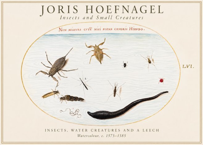 Joris Hoefnagel Insects and Aquatic Creatures No2 - Poszter