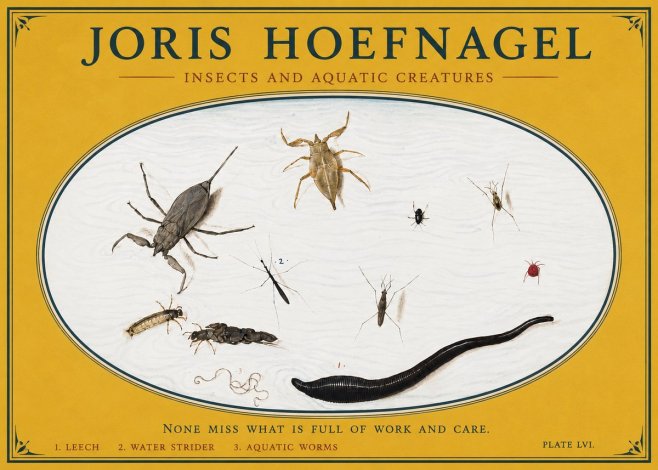 Joris Hoefnagel Insects and Aquatic Creatures No3 - Poszter