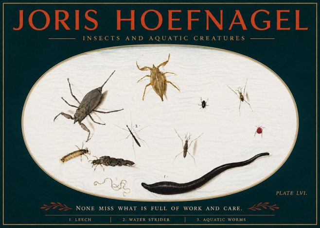 Joris Hoefnagel Insects and Aquatic Creatures No4 - Poszter