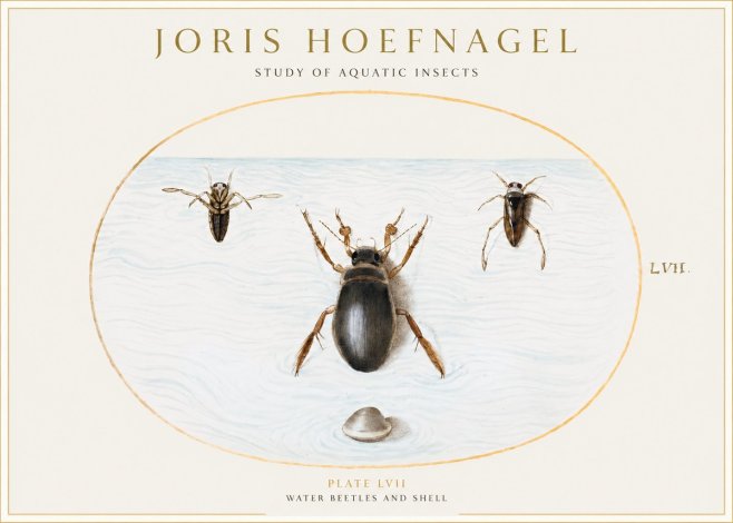 Joris Hoefnagel Water Beetles and Shell No1 - Poszter