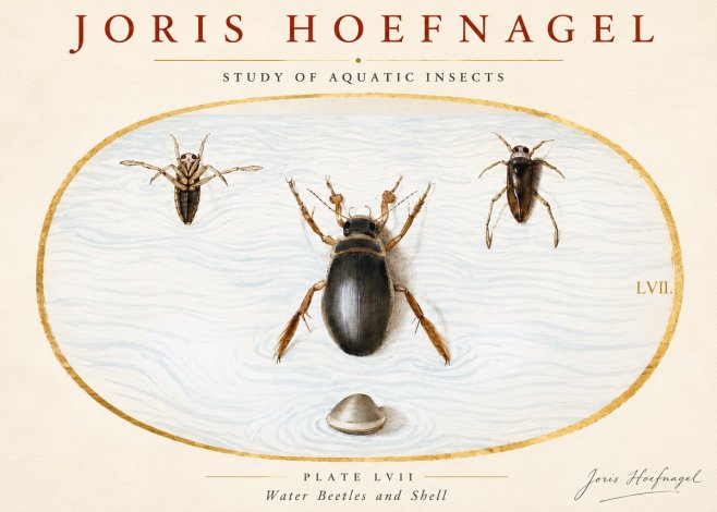 Joris Hoefnagel Water Beetles and Shell No3 - Poszter