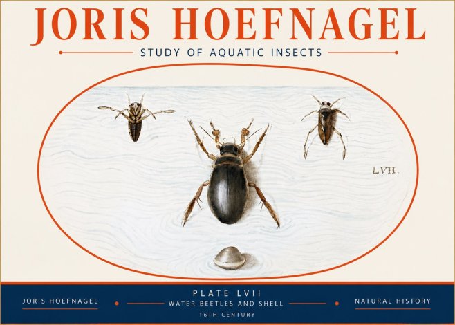Joris Hoefnagel Water Beetles and Shell No4 - Poszter