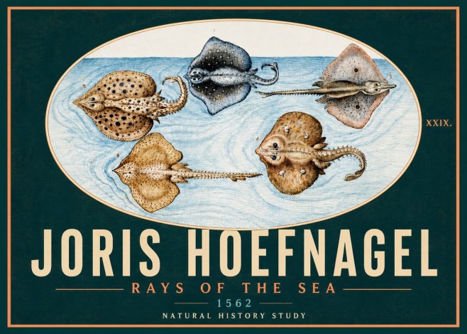 Joris Hoefnagel Rays of the Sea No5 - Poszter