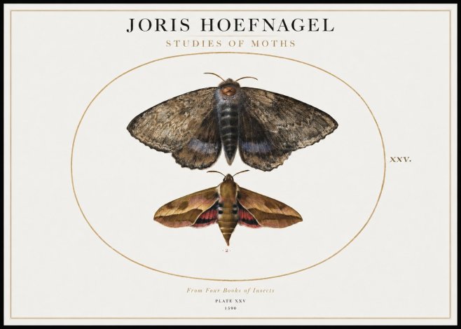 Joris Hoefnagel Studies of Moths I No1 - Poszter