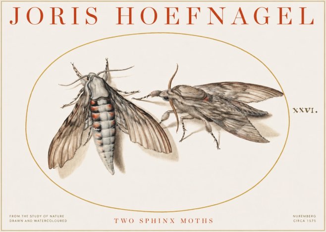 Joris Hoefnagel Two Sphinx Moths No1 - Poszter
