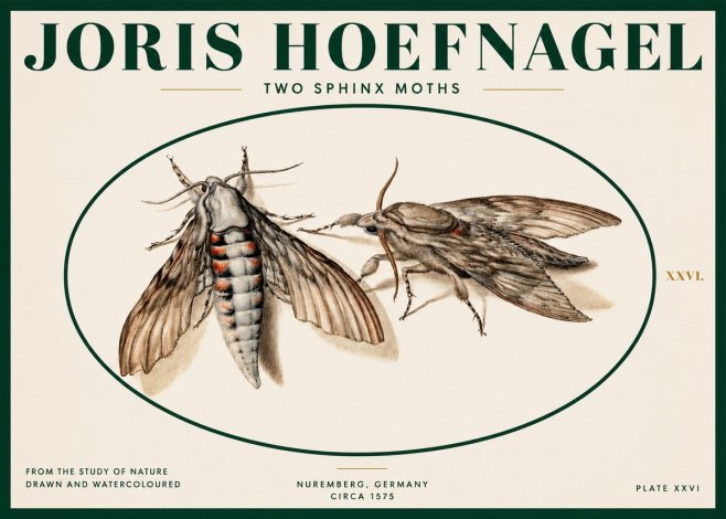 Joris Hoefnagel Two Sphinx Moths No2 - Poszter