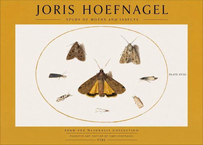 Joris Hoefnagel Study of Moths and Insects No2 - Poszter