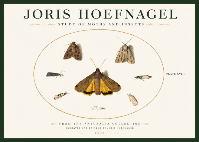 Joris Hoefnagel Study of Moths and Insects No3 - Poszter