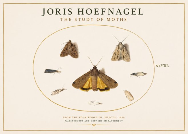 Joris Hoefnagel Study of Moths and Insects No4 - Poszter