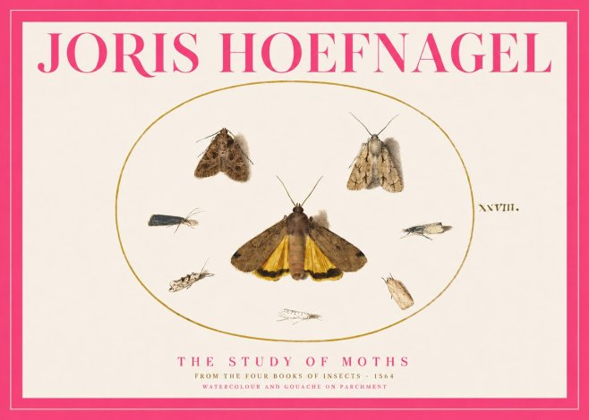 Joris Hoefnagel Study of Moths and Insects No5 - Poszter