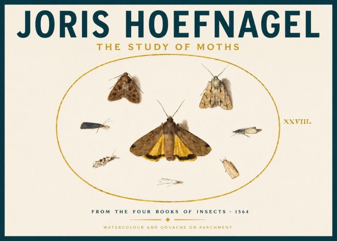 Joris Hoefnagel Study of Moths and Insects No6 - Poszter