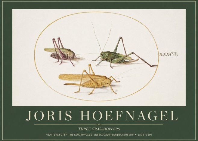 Joris Hoefnagel Grasshoppers Study No5 - Poszter