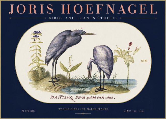 Joris Hoefnagel Wading Birds and Marsh Plants No2 - Poszter