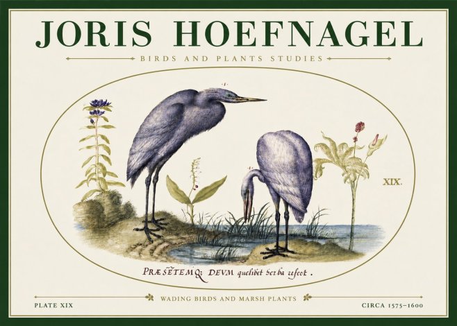 Joris Hoefnagel Wading Birds and Marsh Plants No3 - Poszter