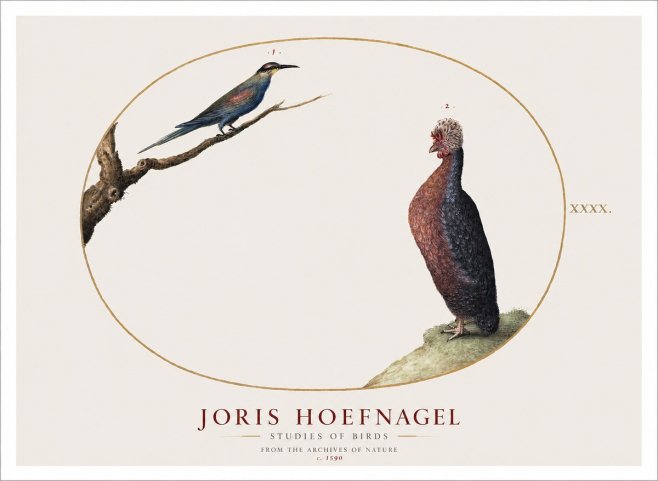 Joris Hoefnagel Studies of Birds I No1 - Poszter