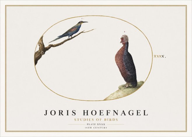 Joris Hoefnagel Studies of Birds I No2 - Poszter
