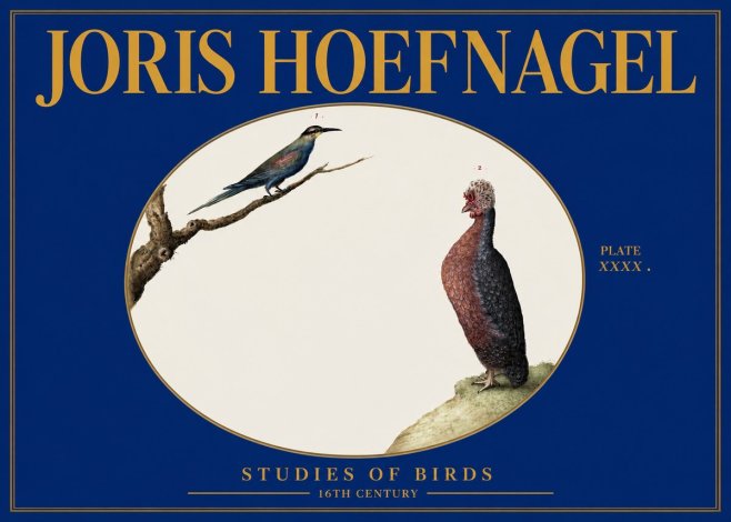 Joris Hoefnagel Studies of Birds I No3 - Poszter