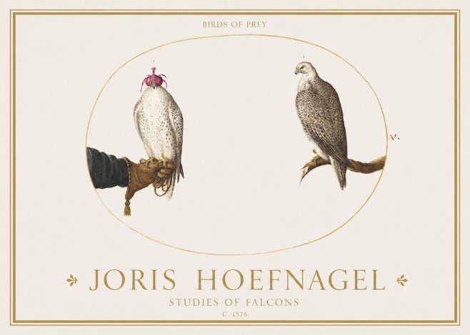 Joris Hoefnagel Studies of Falcons No1 - Poszter
