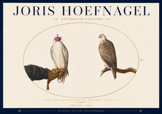 Joris Hoefnagel Studies of Falcons No5 - Poszter