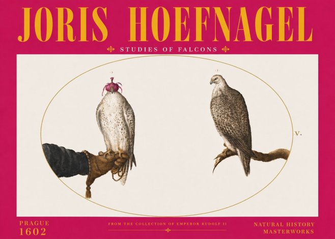 Joris Hoefnagel Studies of Falcons No6 - Poszter