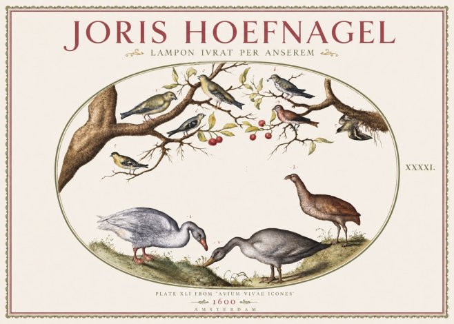 Joris Hoefnagel Lampon Ivrat per Anserem No3 - Poszter